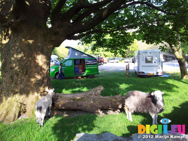 SII20120506_174117 Lamb and sheep at van onLangdale Campsite, Lake District.jpg